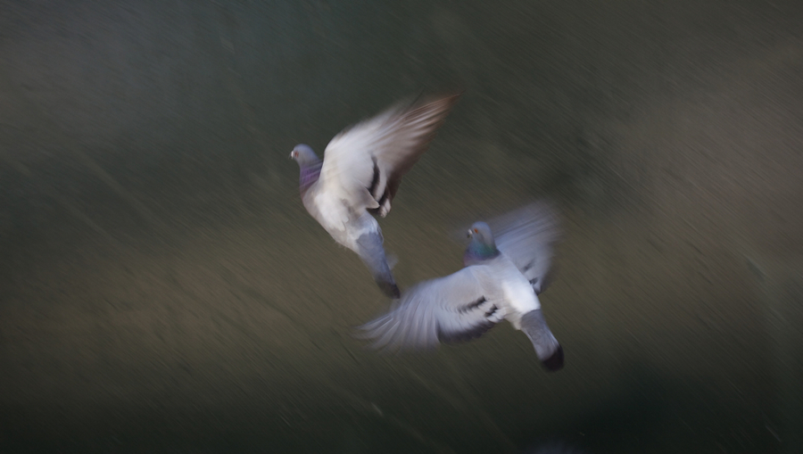 animals#10 : animals :  San Francisco Digital Photography Classes, Fine Art 