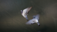 animals#10