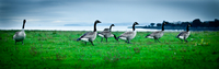 animals#11