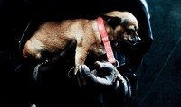 animals#14