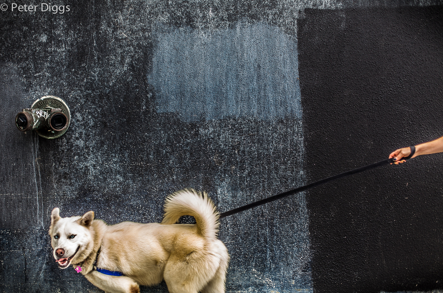 animals#12 : animals :  San Francisco Digital Photography Classes, Fine Art 