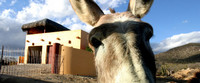 animals#2