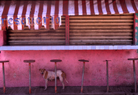 animals#3