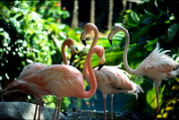 animals#8