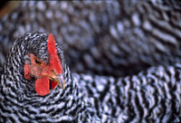 animals#9