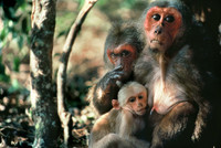 animals#5