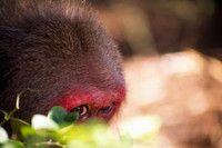 animals#13