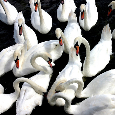 animals#7 : animals :  San Francisco Digital Photography Classes, Fine Art 