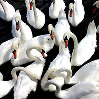 animals#7